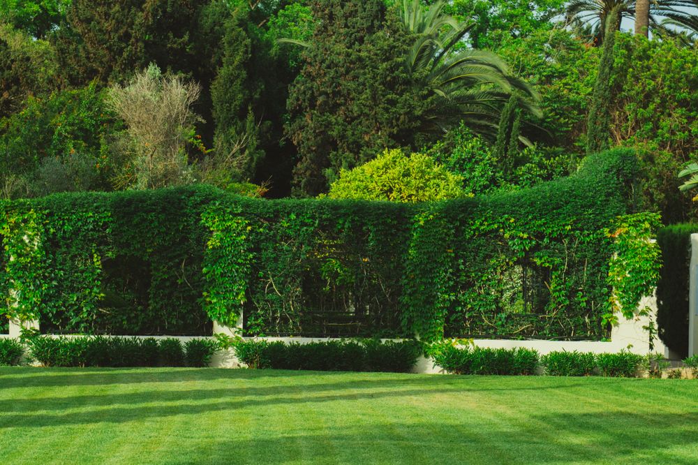 A manicured lawn framed by a clipped, ivy-clad garden wall and mature planting